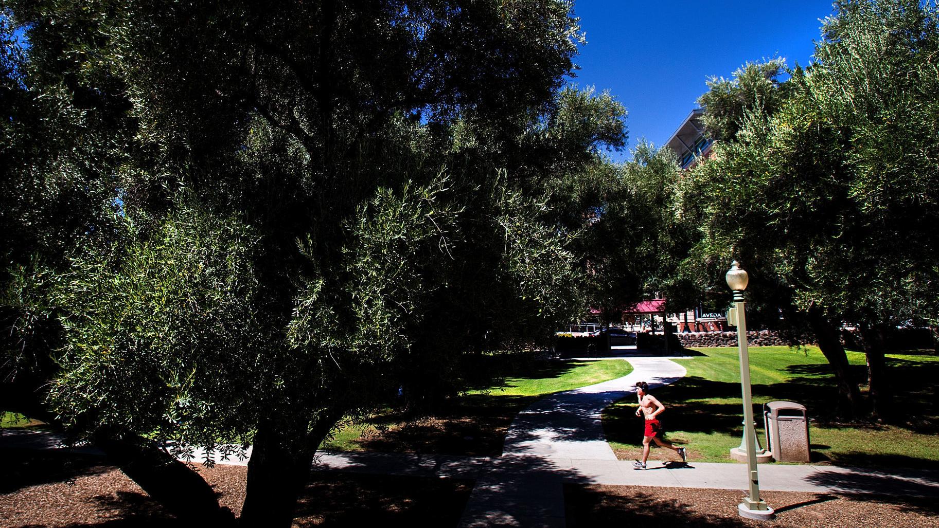 Aged olive trees line the Olive Walk at the University of Arizona